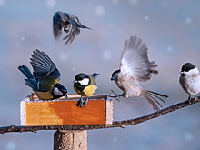 Мастер-классы по фотоохоте и бердвотчингу в Петропавловске. Как выследить и сделать качественный снимок редких птиц?