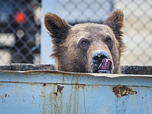 В Сочи медведи стали постоянно выходить к людям. Что с этим делать?