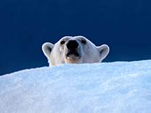 Герои без плащей: как в России спасают медведей, барсов и журавлей