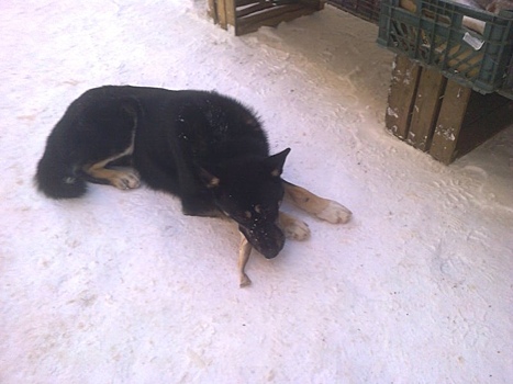 Тихвинский пес сидит на морозе третьи сутки и питается замороженной рыбой