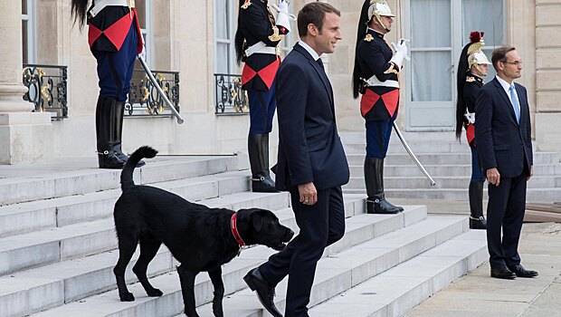 Собака Макрона выступила с новогодним посланием — и призвала брать животных из приюта