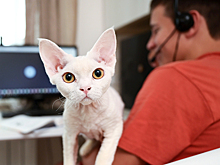 Родители обвинили дистанционку в беспрецедентном отставании школьников