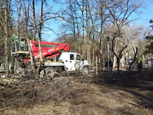 Лесоповал начался в Первомайском сквере Новосибирска