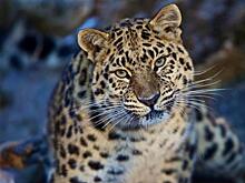 Число участников кампании ВТБ по сохранению дальневосточного леопарда растет