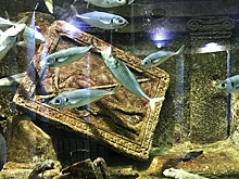 Приморский океанариум предложил помощь Аквариум-музею в Севастополе, где шторм погубил морских животных