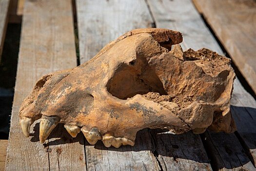 Найден полностью сохранившийся череп гигантской гиены