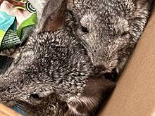 Пьяный мужчина выбросил из окна шиншилл, которые укусили его во время кормления