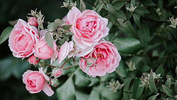 Окучить и утеплить: как ухаживать за дачными розами в период заморозков