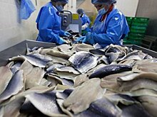 200 рабочих мест появится в Кондопоге на двух новых рыбоперерабатывающих заводах