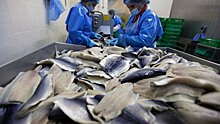 200 рабочих мест появится в Кондопоге на двух новых рыбоперерабатывающих заводах