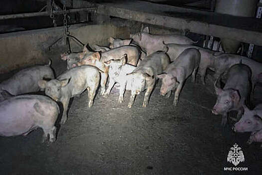 МЧС: огнеборцы спасли 4000 животных при пожаре на свинокомплексе в Пермском крае