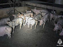 МЧС: огнеборцы спасли 4000 животных при пожаре на свинокомплексе в Пермском крае