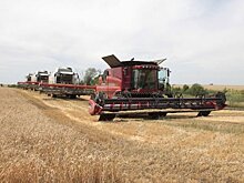 В Рязанской области урожай зерна снизится на 500 тыс. тонн в 2023 году