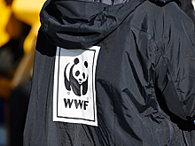 В WWF ответили на просьбу российских экологов признать их иноагентами