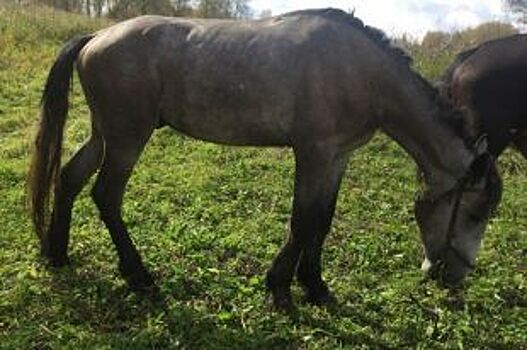 В Кемеровской области фермерам вернули двух похищенных лошадей