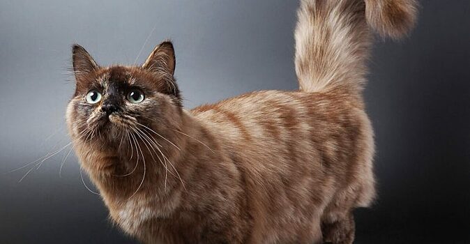 10 необычных пород кошек