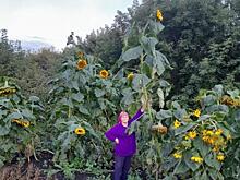 Пятиметровый подсолнух на огороде вырастила пенсионерка из Даниловки