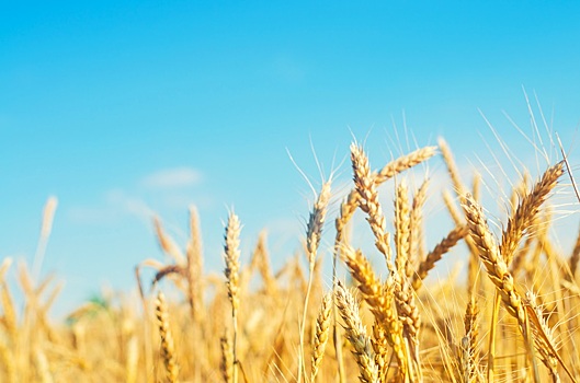 Цена пшеницы на Чикагской товарной бирже снижалась более чем на 6%