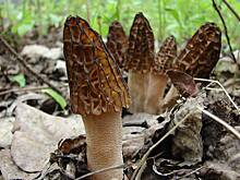 Названы места с самыми ценными весенними грибами