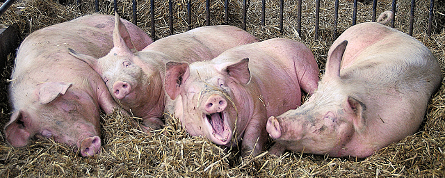 Huawei разработает для свиноводческих ферм ИИ