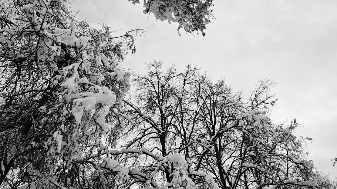 На обработку Учительского сквера от клещей нужно более 380 000 руб.