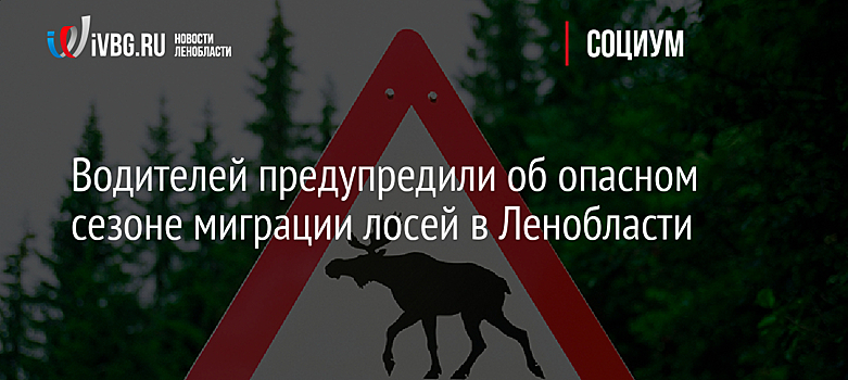 Водителей предупредили об опасном сезоне миграции лосей в Ленобласти