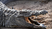 У острова Пхукет обнаружили двухметрового крокодила, поймать его не удалось