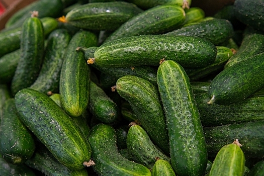 Волгоградцам посоветовали, как правильно сажать огурцы для хорошего урожая