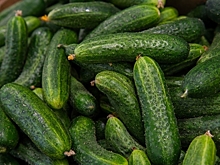 Волгоградцам посоветовали, как правильно сажать огурцы для хорошего урожая