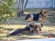 В Рязанской области установили карантин по бешенству: в каких районах введены ограничения