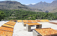 Сезон "оранжевых крыш". Почему Дагестан — абрикосовый регион