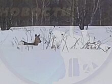 В Городищенском районе две косули бесстрашно вышли к дороге