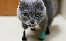 Кошка отморозила себе все лапки, но люди подобрали ее и вылечили, поставив вместо ножек протезы