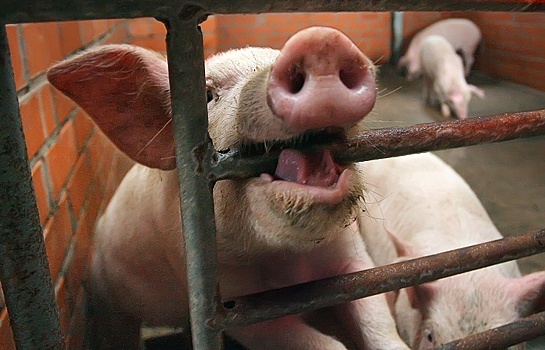 Ввоз свинины с Украины могут запретить