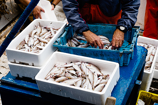 Ирландские рыбаки боятся разорения из-за Brexit