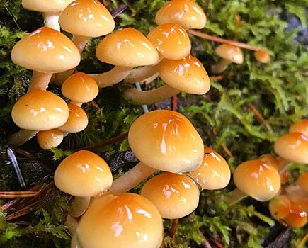 В подмосковном Комлесхозе предупредили о ложных опятах в лесах региона