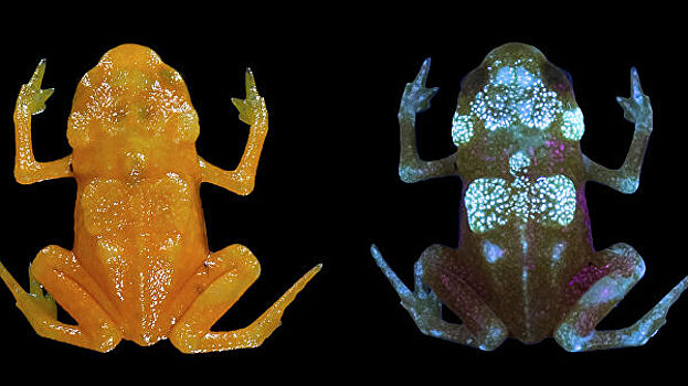 Найдены два вида "нано-жаб" со светящимся скелетом