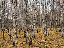Танцы с орлами