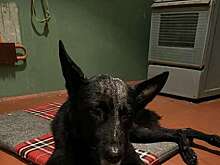 Житель Рыбинска выбросил собаку на помойку, изувечив ее молотком