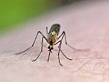 Иммунологи опровергли информацию о фатальных последствиях укусов комаров