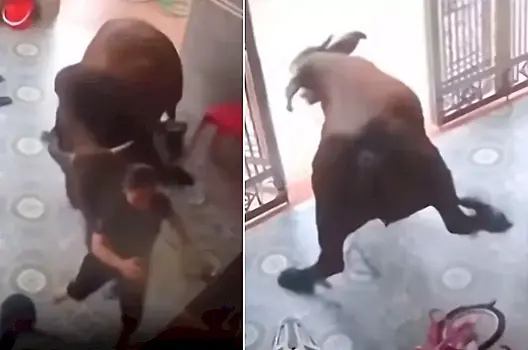 Бык прервал прогулку и загнал в жилище вьетнамское семейство - видео