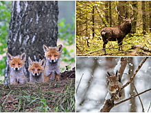 Лучшим фотографам в "Лосином острове" вручили призы