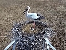 Камера в гнезде аиста сняла пожар в Приамурье