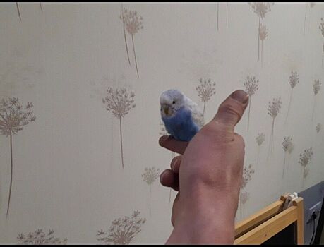 Летающего попугая у «Леруа Мерлен» ловили десятки костромских водителей