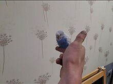 Летающего попугая у «Леруа Мерлен» ловили десятки костромских водителей