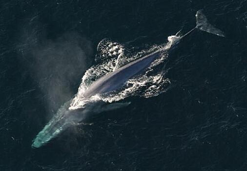Мертвого кита выбросило на камни побережья Териберки