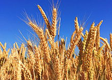 Аграрии Самарской области намолотили больше 2,5 млн тонн зерна