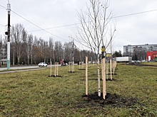 В Пензе на проспекте Строителей высадили более 20 берез