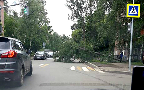 В центре Ярославля посреди дороги рухнуло дерево: машины едут со скоростью пешеходов