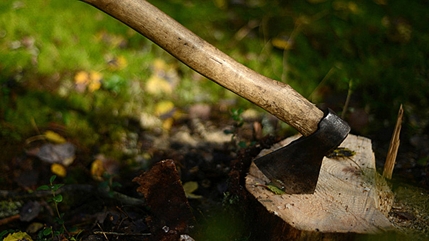 Жителя Воронежской области осудили за вырубку деревьев для строительства сарая